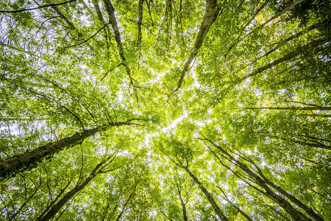 Dia da Terra - Natureza