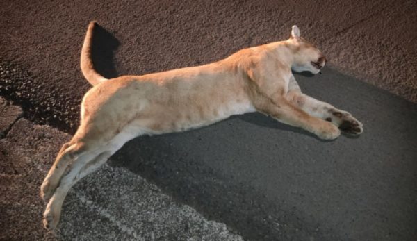 foto colorida de onça-parda foi atropelada e morta ao invadir pista na Rodovia Prefeito Homero Severo Lins, em Rancharia (SP) - Metrópoles