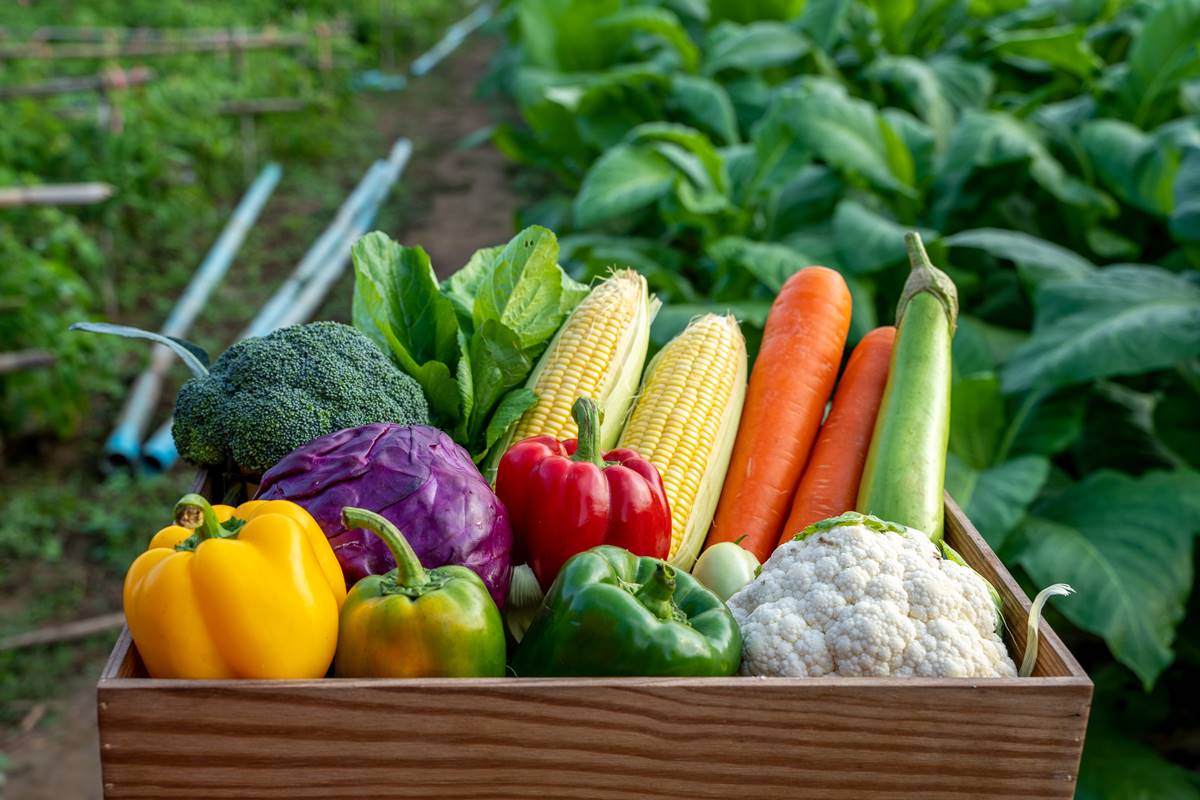 Alimentos saudáveis