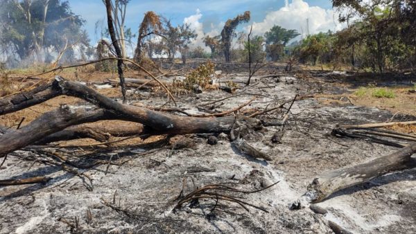 foto colorida de desmatamento em terreno de Presidente Prudente - Metrópoles