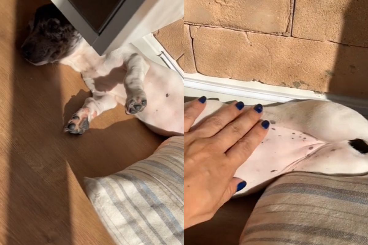 Foto colorida de um cachorro tomando sol - Metrópoles