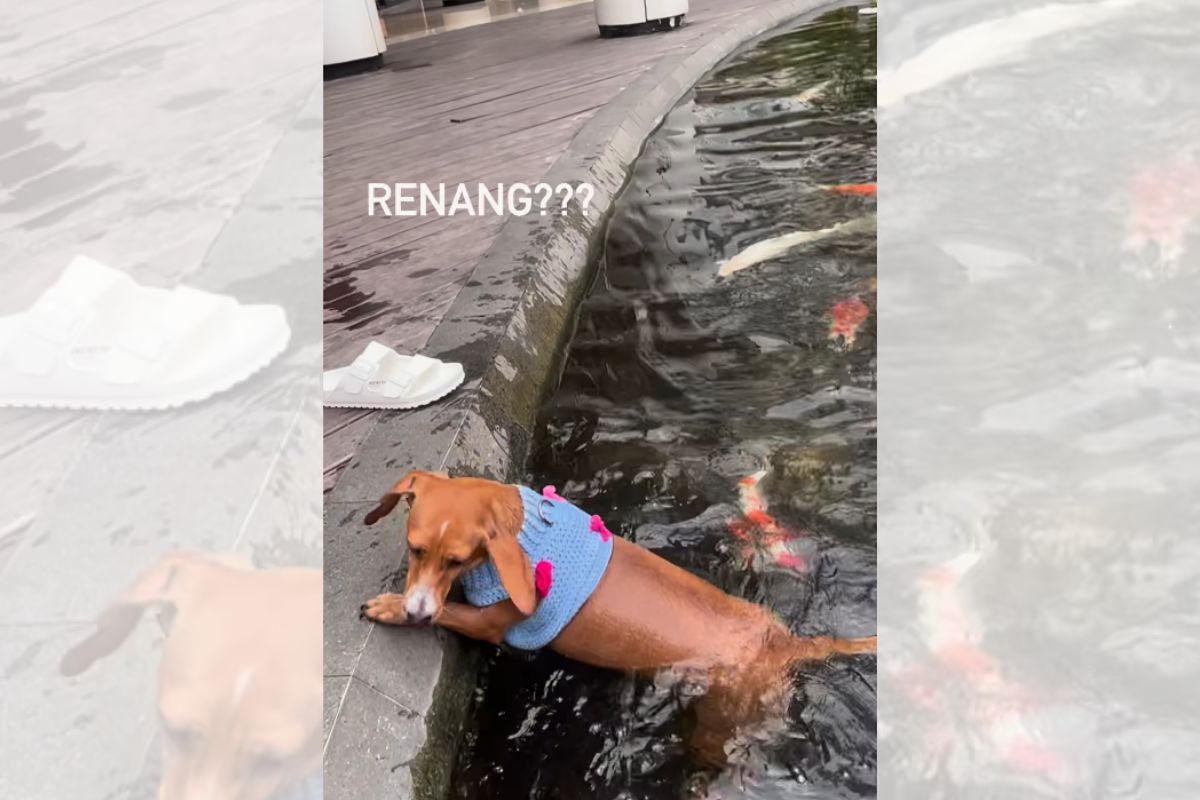 Foto colorida de uma cadela na água - Metrópoles