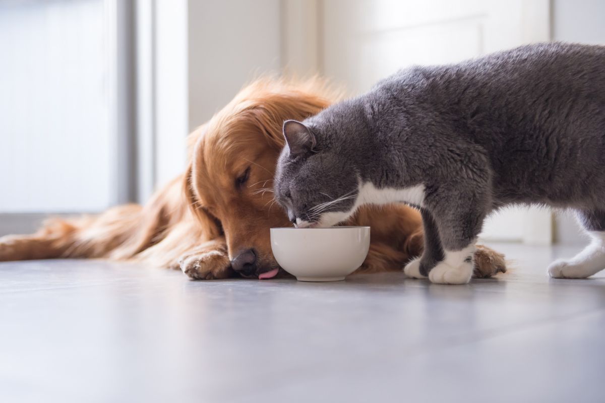 Especialista explica quantas vezes ao dia você deve dar comida ao pet |  Metrópoles