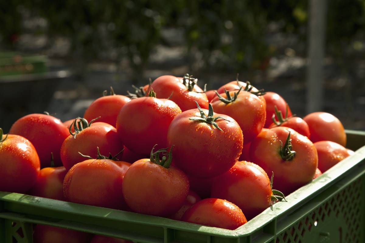 Os tomates e alimentos com esse ingrediente, como suco e alguns molhos, podem causar azia