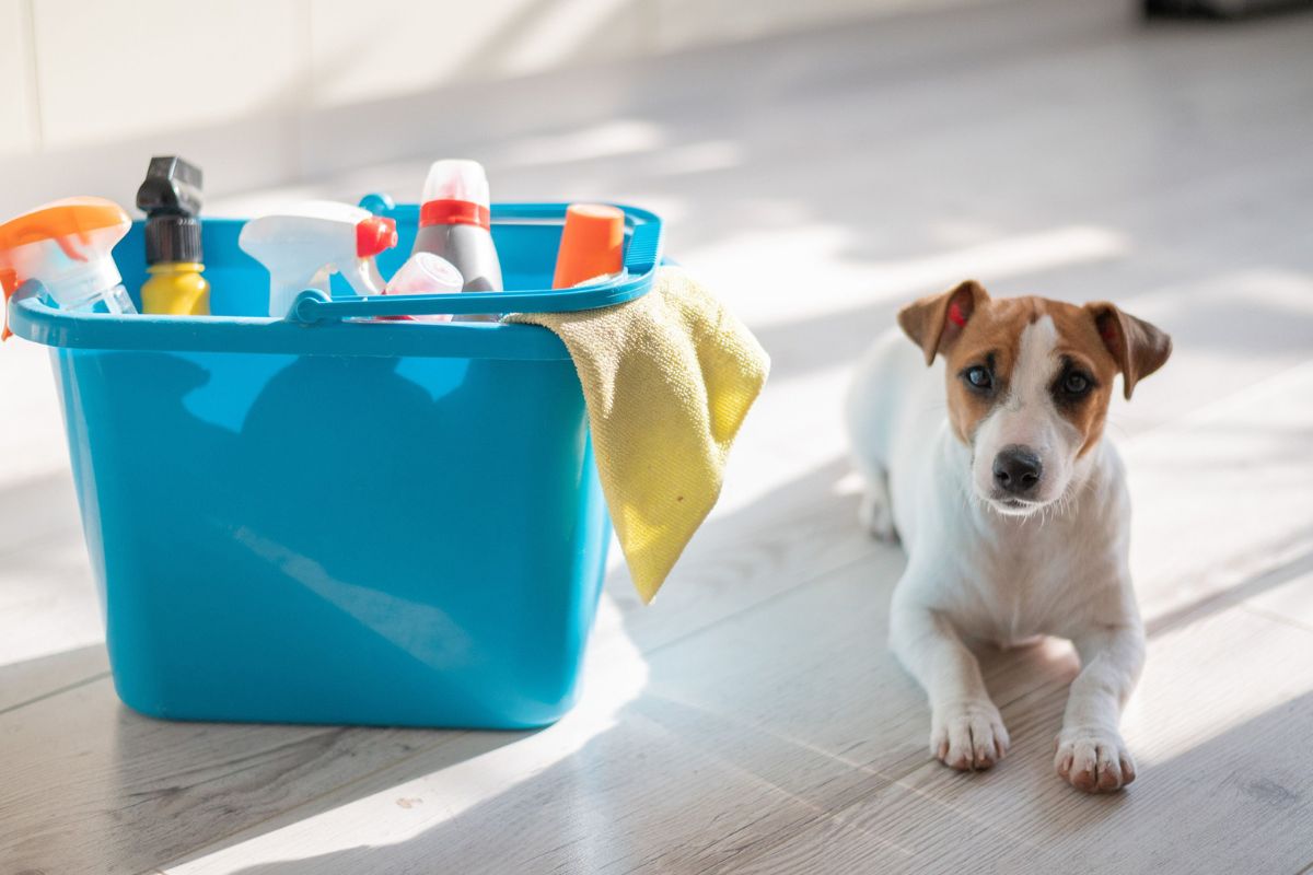 um cachorro ao lado de um balde com produtos de limpeza
