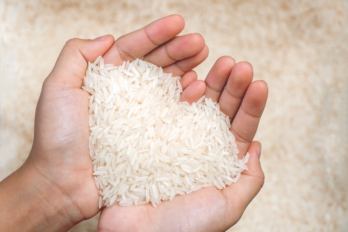 Foto colorida de mãos segurando grãos de arroz - Metrópoles