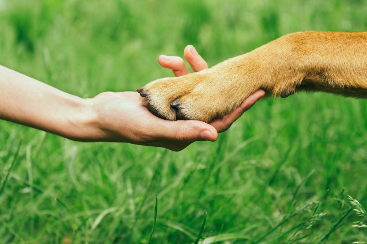 Foto colorida de um cachorro e um humano - Metrópoles