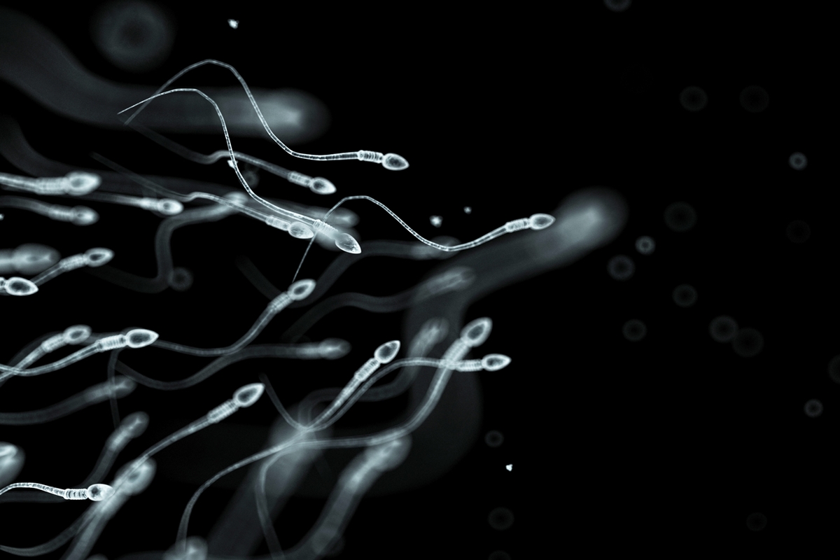 Fertilidade: pesquisa descobre como espermatozoides são ativados