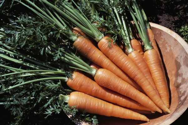 Foto de cenouras com raiz em uma tigela - Metrópoles