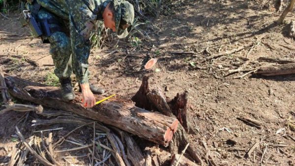 Sitiante de Pacaembu (SP) foi multado por destruir vegetação nativa em propriedade rural - Metrópoles
