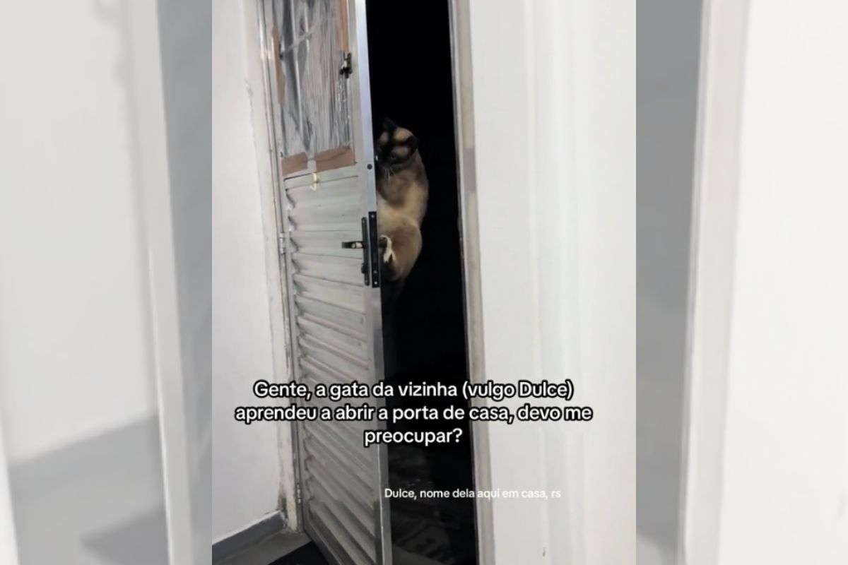 Foto colorida de uma gata na porta - Metrópoles