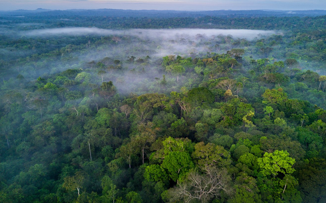 Imagem colorida da Amazônia. COP29 - Metrópoles