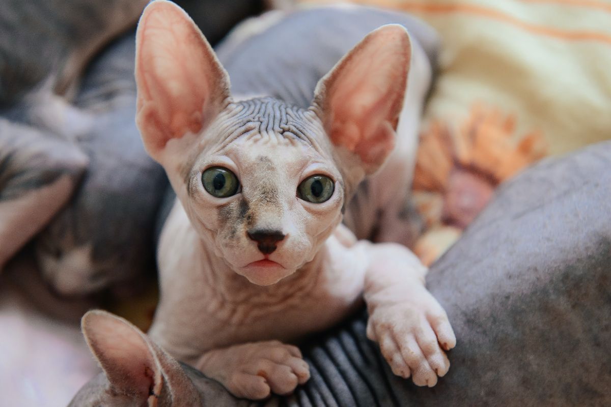 Filhote de gato da raça sphynx olha para a foto de forma atenta