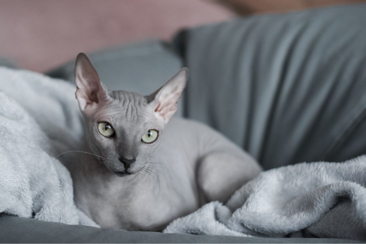 Gato da raça sphynx de cor acinzentada está deitado no sofá