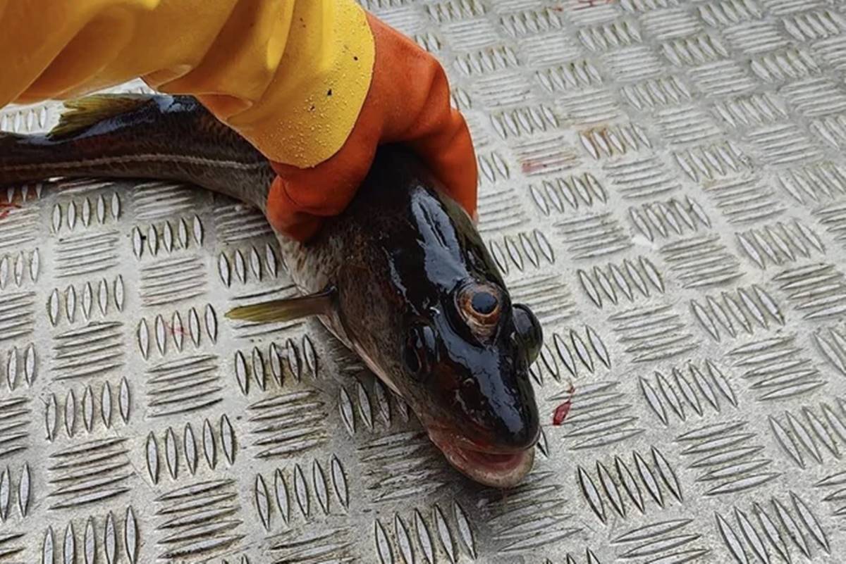 Peixe de três olhos encontrado na Groelândia - Metrópoles