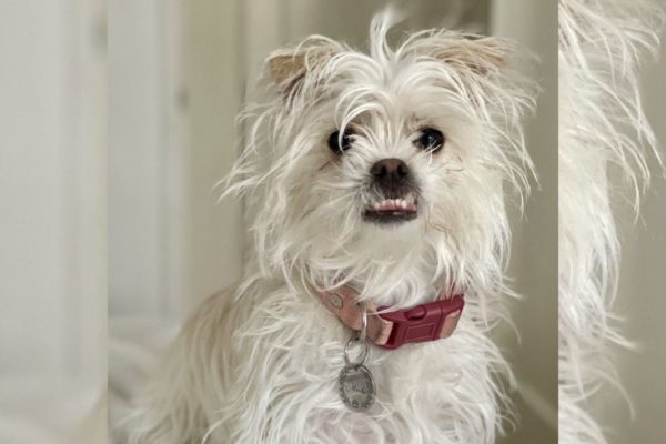 Imagem colorida de cachorra branca com coleira vermelha