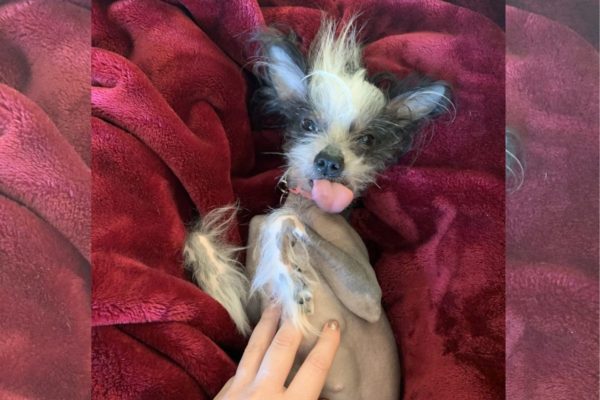 Imagem colorida de uma cachorrinha que é uma mistura de chinese crested e gremlin. Deitada sob lençóis vermelhos