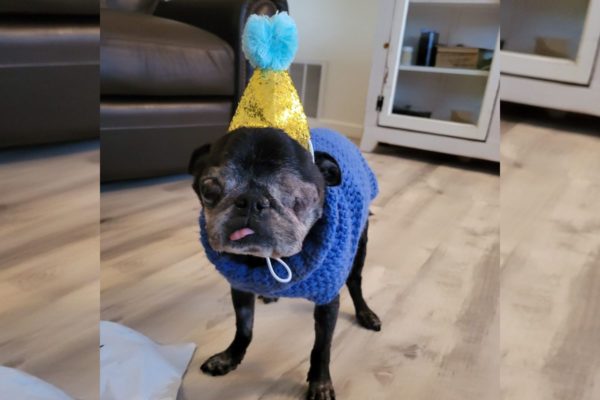 Imagem colorida de um pug idoso de um olho só, com chapéu em cone amarelo e azul