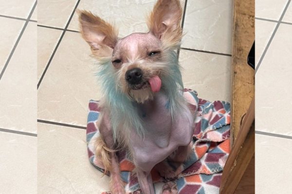 Imagem colorida de uma cachorrinha da raça crista chinês sentada