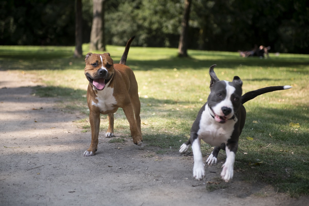 Cachorros felizes brincando no parque - Metrópoles