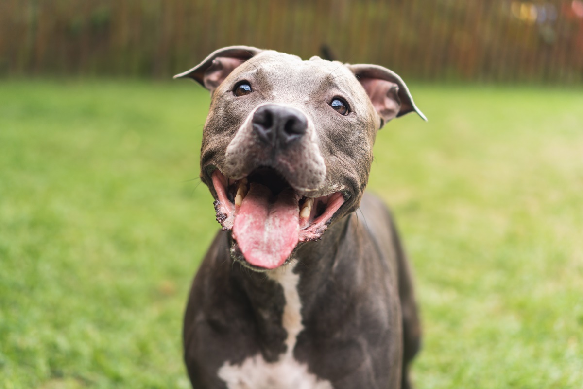 Tendências: descubra os nomes de cachorro favoritos em 2025