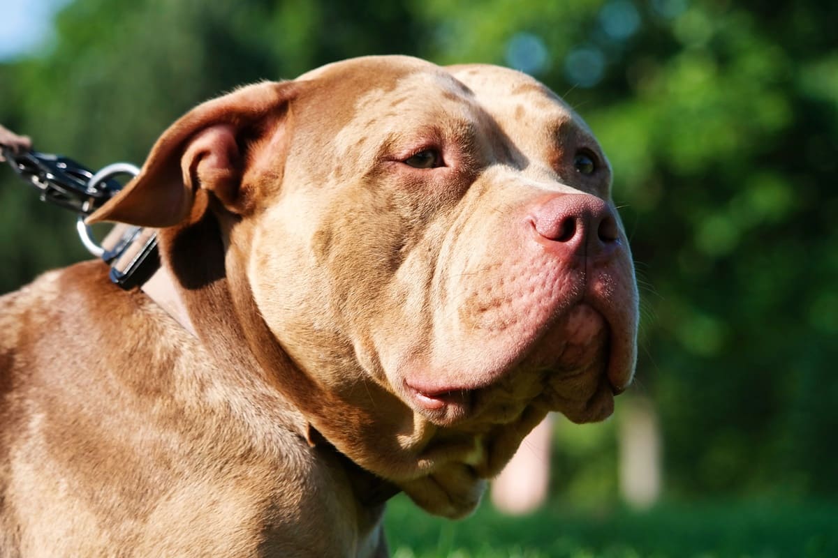 Criança de 2 anos morre após ser atacada por pit-bull da família em SP