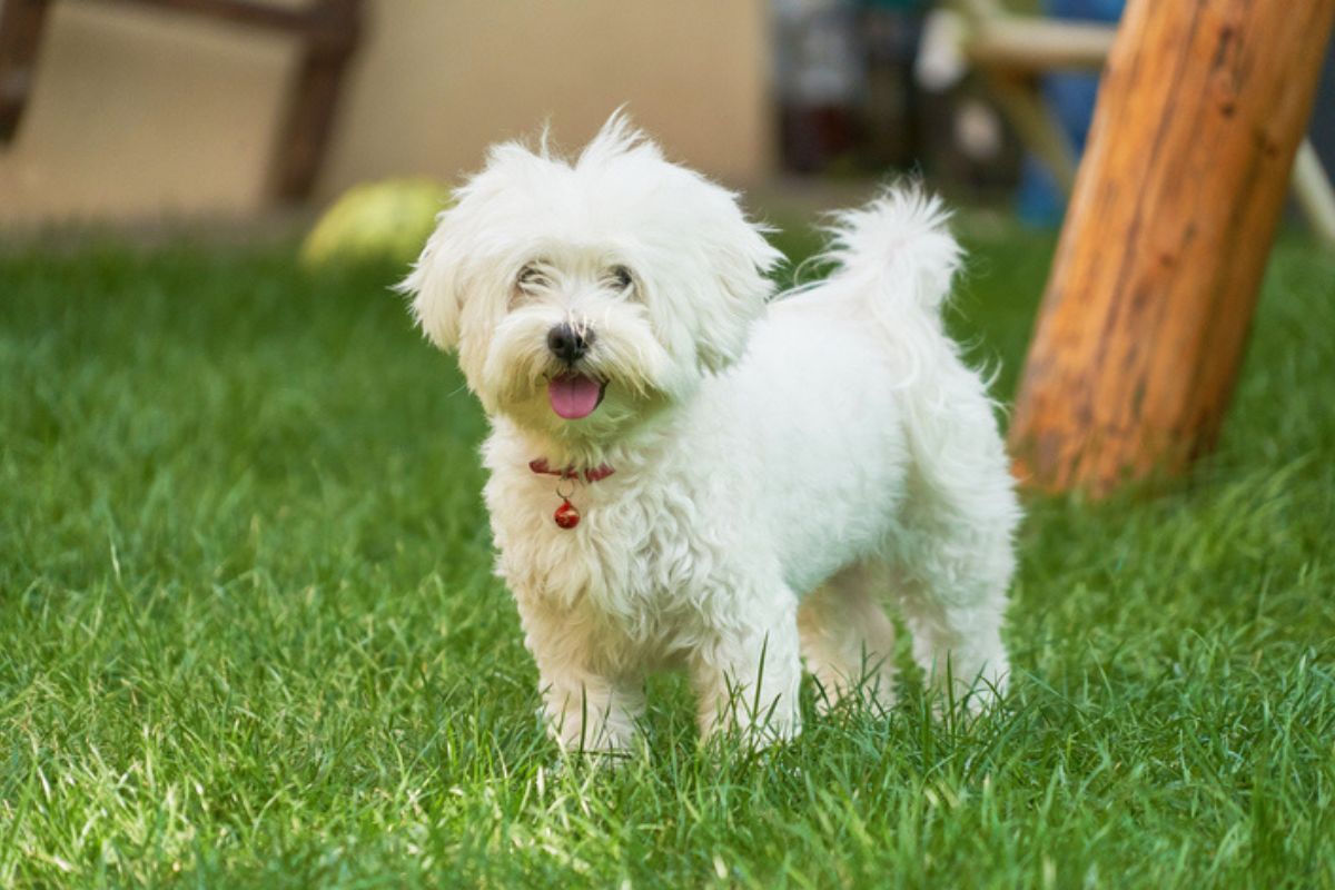 Imagem colorida de cachorro maltês em pé na grama