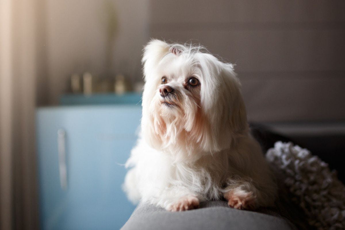 Imagem colorida de Lhasa Apso deitado em sofá