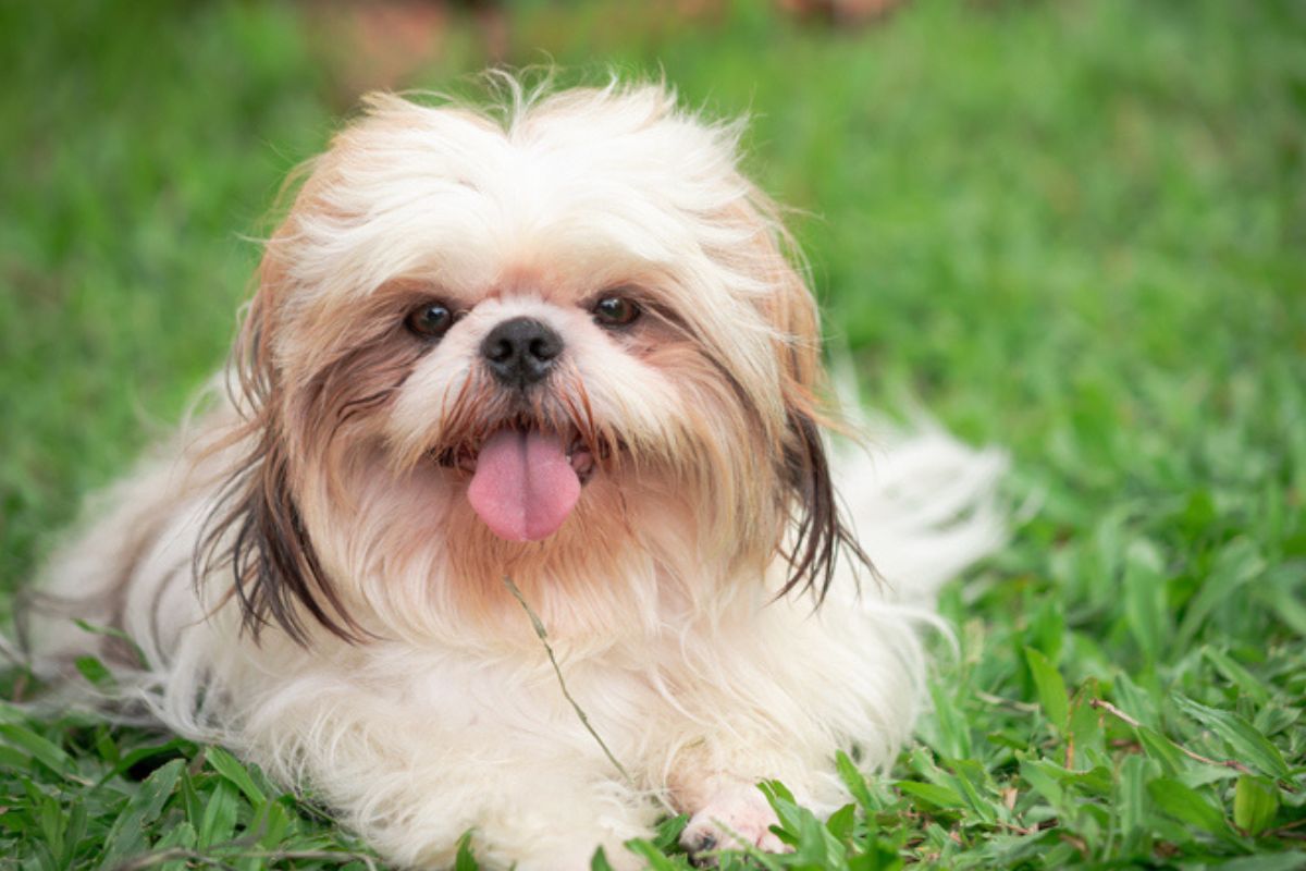 Imagem colorida de shih-tzu deitado na grama