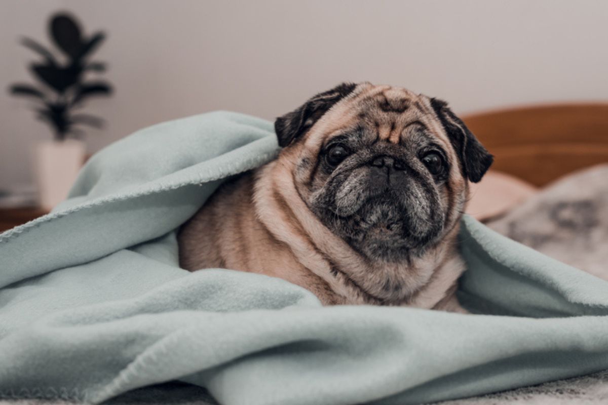 Imagem colorida de pug deitado na cama com cobertor azul