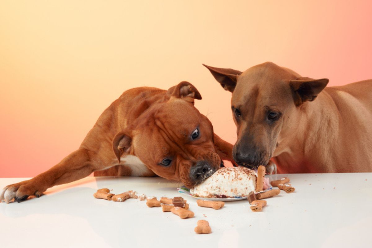 Dia do Chocolate: experts sugerem receitas de petiscos doces para cães |  Metrópoles