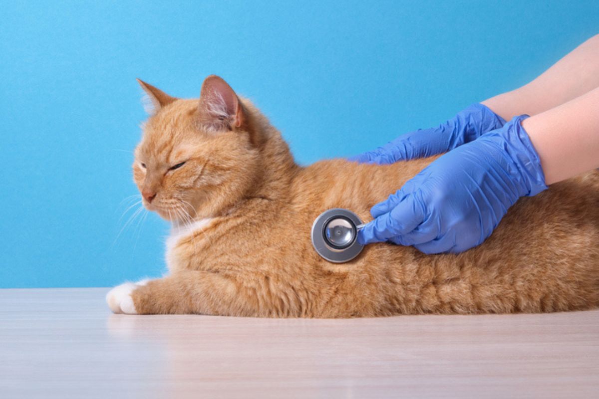 Imagem colorida de gato deitado sendo examinado por veterinário