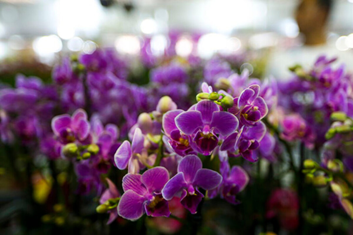 Orchidées