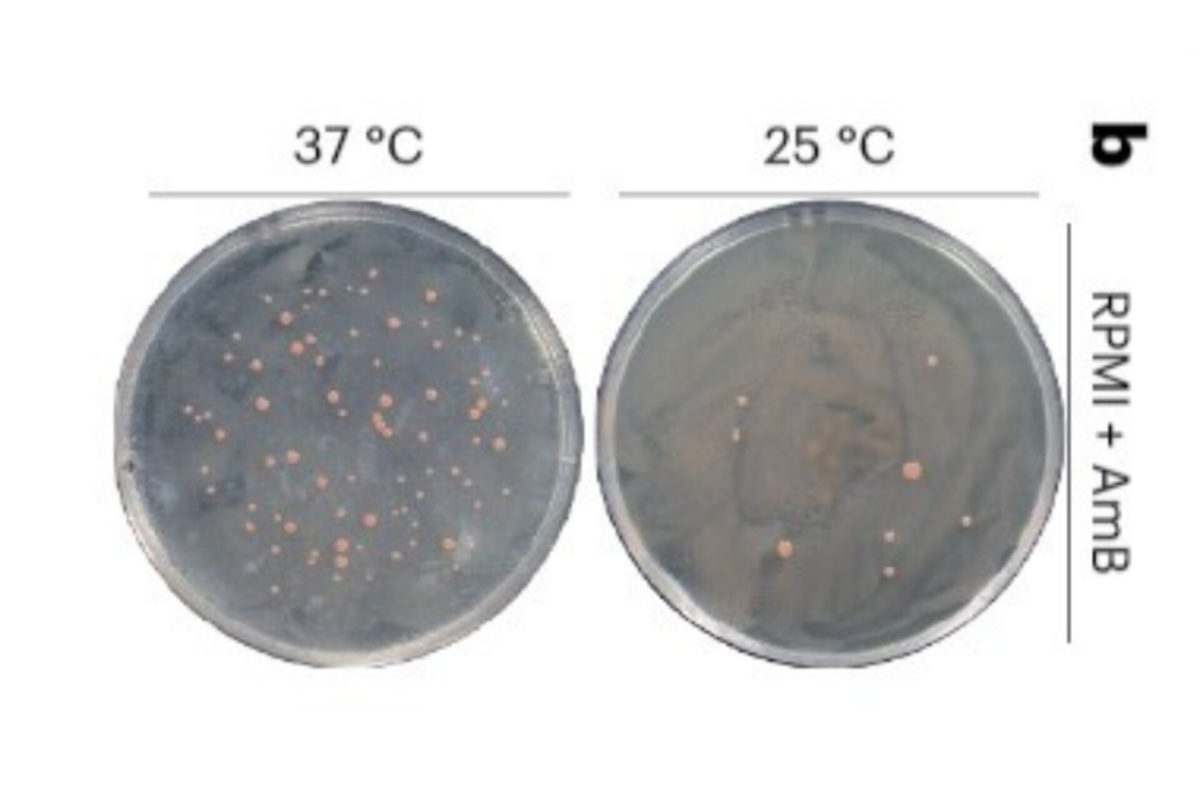 Foto mostra compração do crescimento de cultura de fungos expostos a diferentes temperaturas