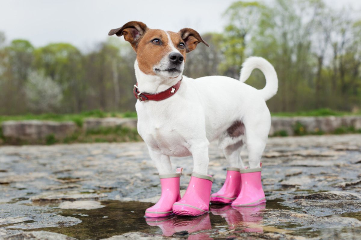 Imagem colorida de cachorro com botinha rosa