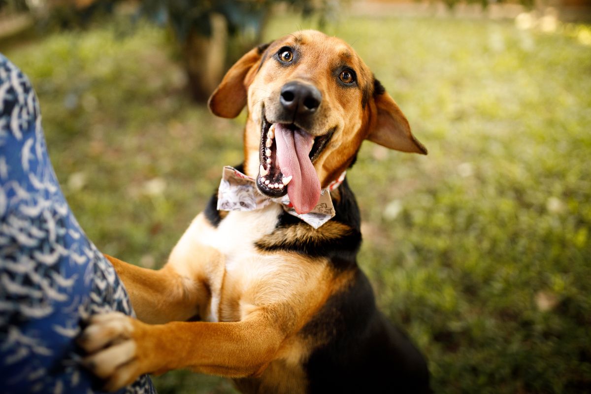 cachorro vira-lata com a língua para fora