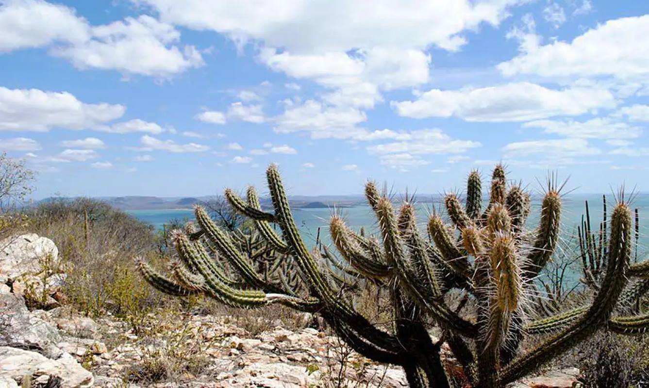 A caatinga vive (por Gustavo Krause)