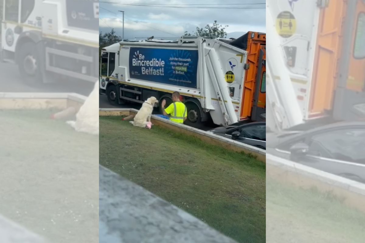 Foto colorida de um cachorro e um gari - Metrópoles