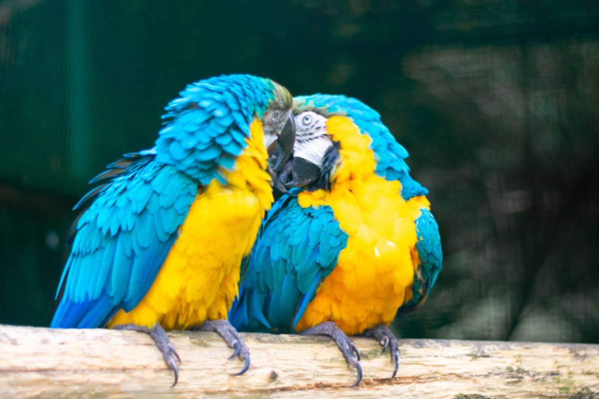 Imagem colorida de casal de arara-azul