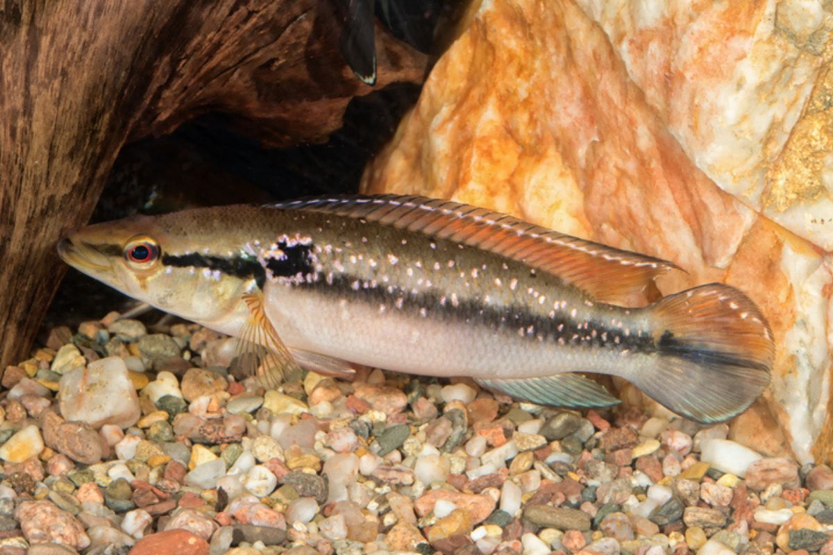 Imagem colorida de peixe da espécie jacundá em aquário