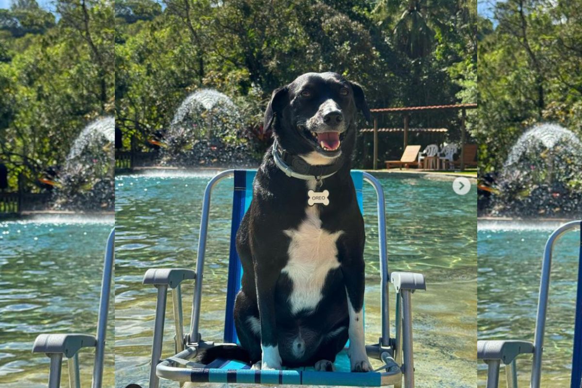 Imagem colorida do vira-lata Oreo sentado em cadeira de praia no mar