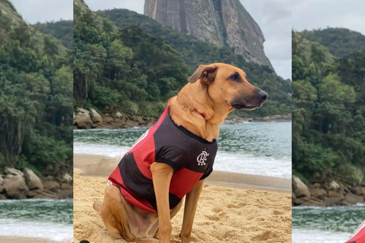 Imagem colorida de cachorro vestido com camisa de time na praia