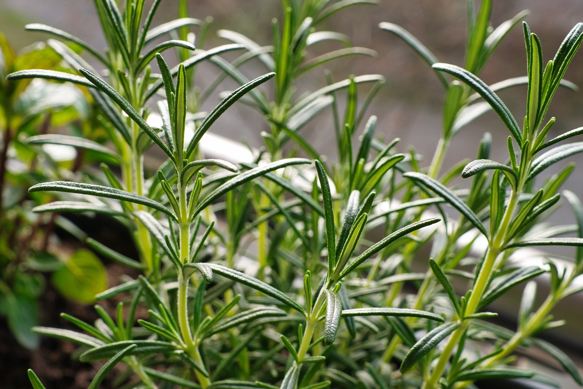 Foto de estoque de Close-up de uma planta jovem da espécie Salvia rosmarinus, comumente conhecida como alecrim. Foco no primeiro plano, efeito de desfoque