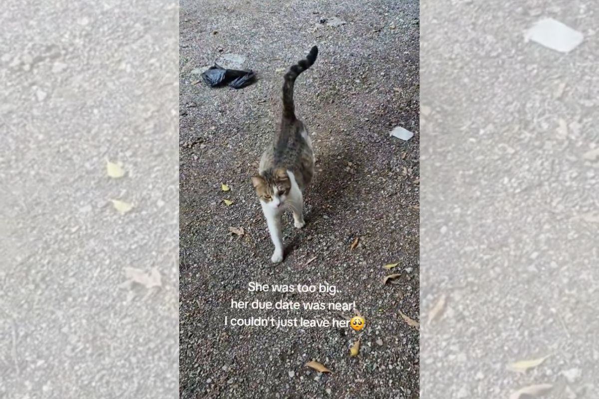 Foto colorida de uma gata - Metrópoles