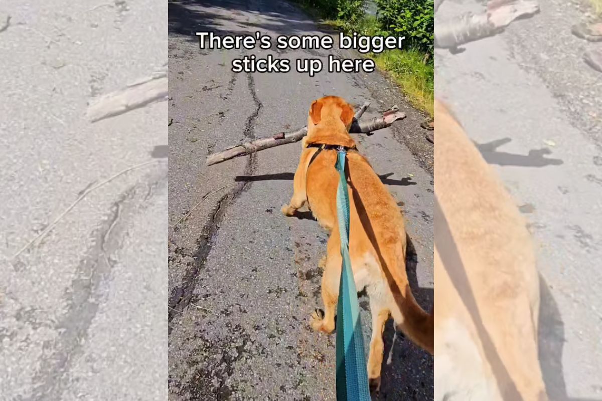 Foto colorida de um cachorro - Metrópoles