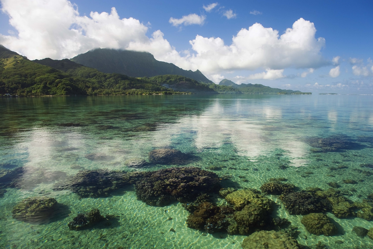 Foto colorida - corais da ilha de Raiatea