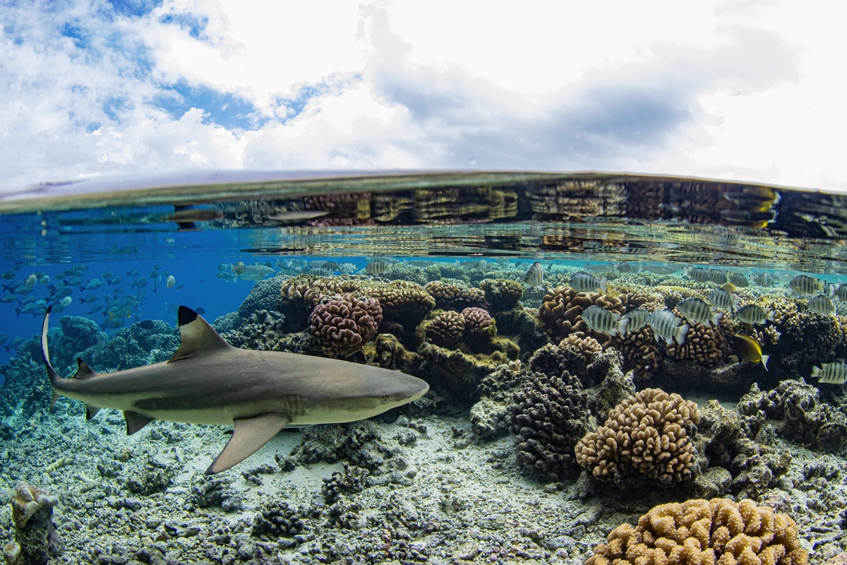 Foto colorida - ilha de Fakarava