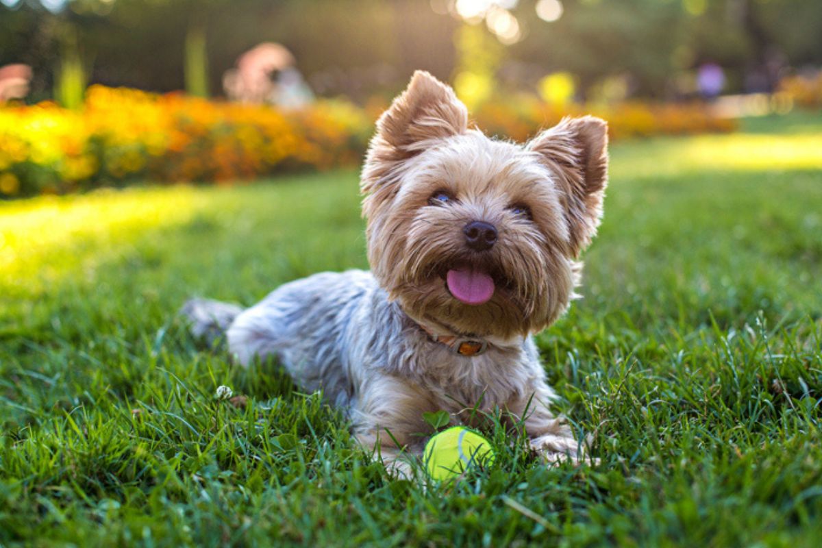 Imagem colorida de yorkshire terrier deitado na grama