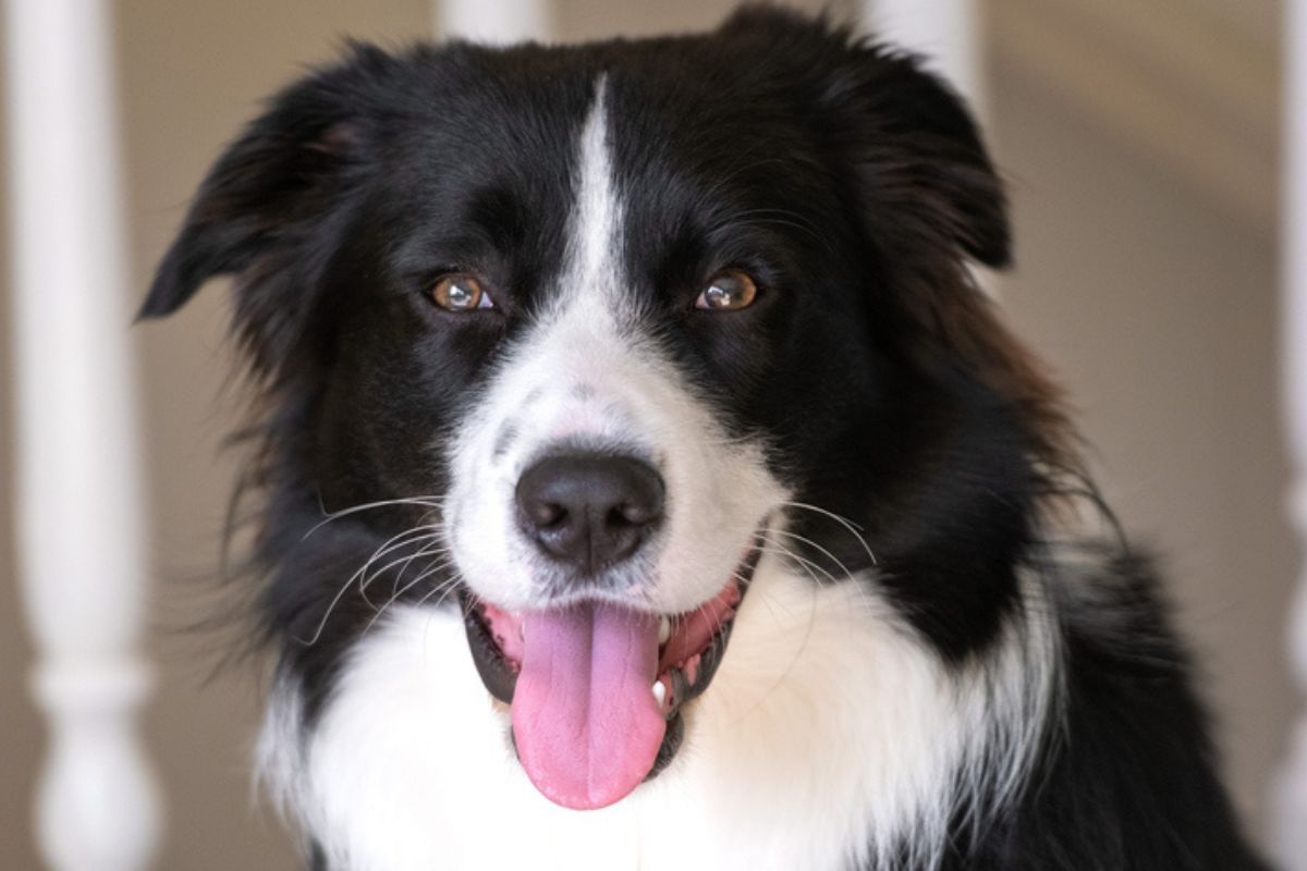 Imagem colorida de border collie com expressão feliz