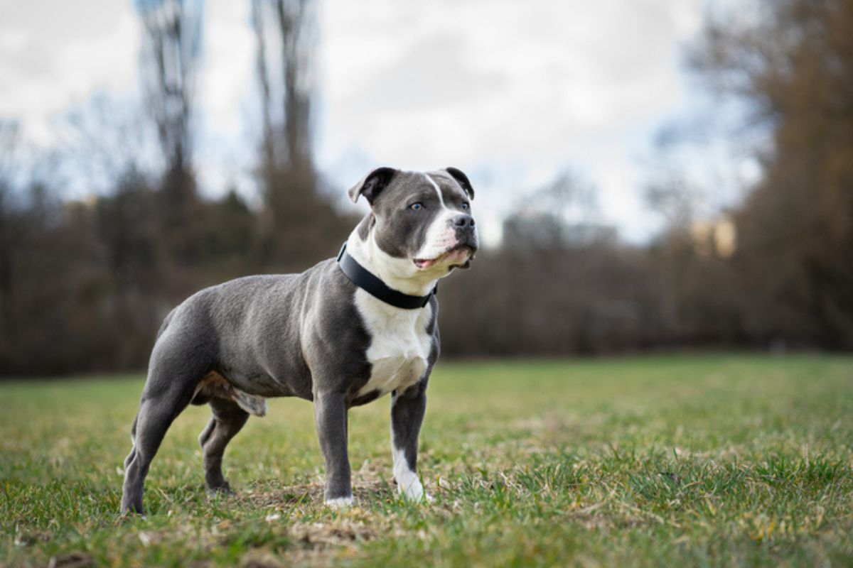 Imagem colorida de staffordshire bull terrier atento